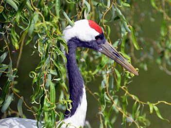 Crane in pond in a park - Kostenloses image #330295